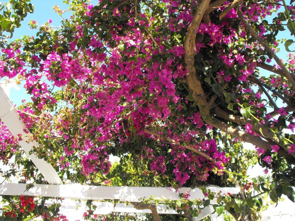 Milos Bay Suites آداماس المظهر الخارجي الصورة
